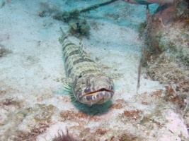 Sand Diver  IMG 7308